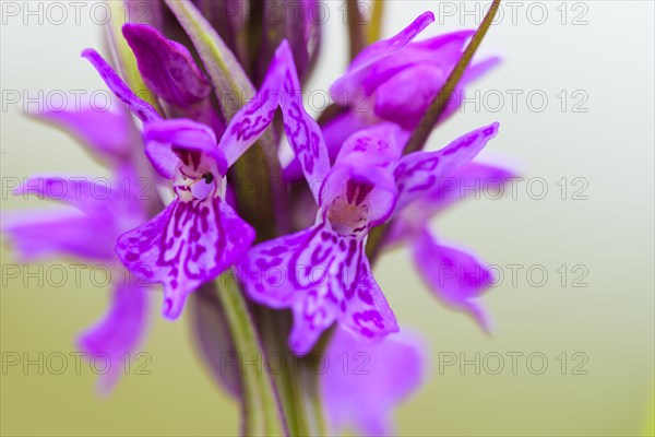 Southern marsh orchid