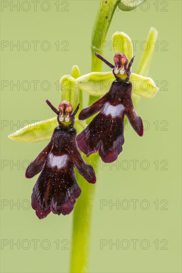 Fly orchid