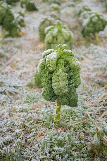 Organic kale