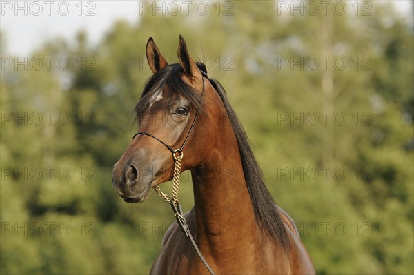 Arabian thoroughbred