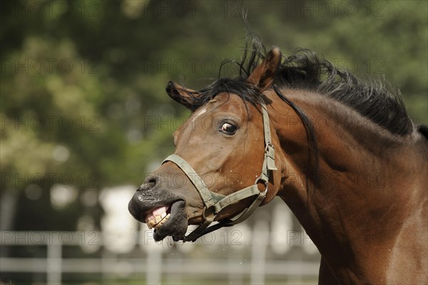 Arabian thoroughbred