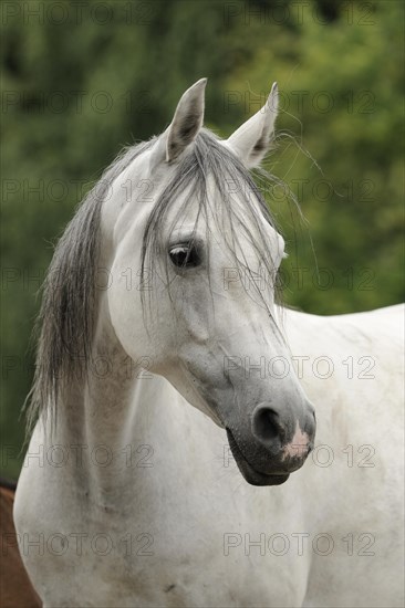 Arabian thoroughbred