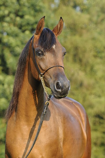 Arabian thoroughbred