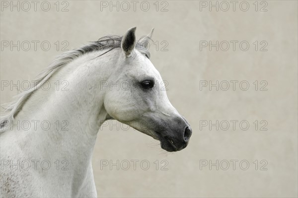 Arabian thoroughbred