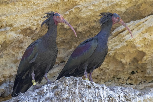 Northern bald ibis