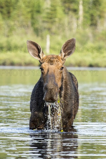 American elk