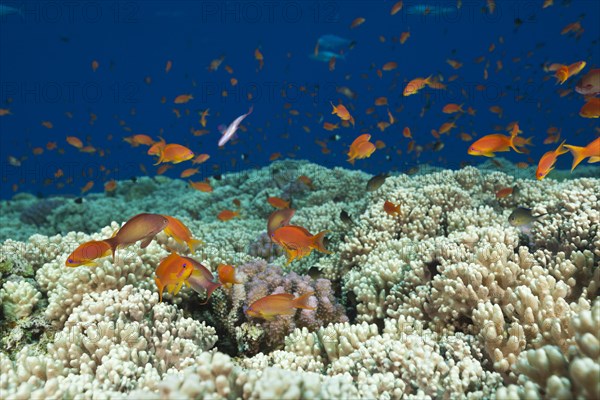 Harem flagfish on the reef top