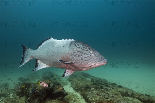 Pacific Goliath Grouper