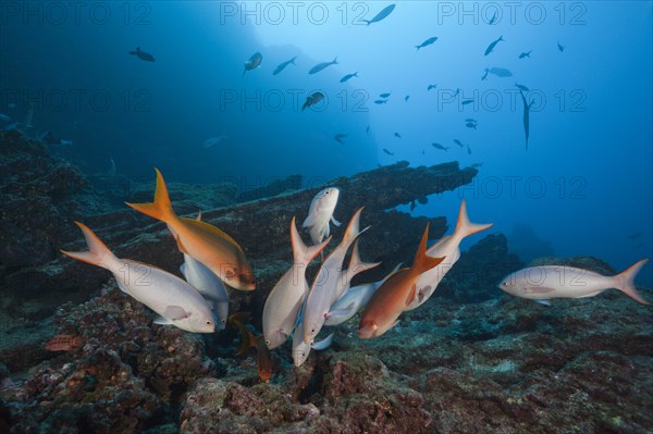 Pacific creolefishes