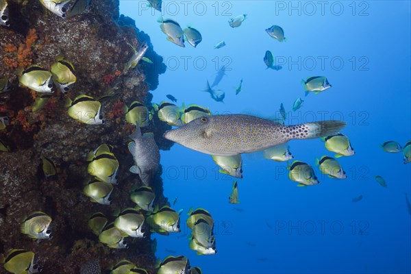 Scrawled Filefish