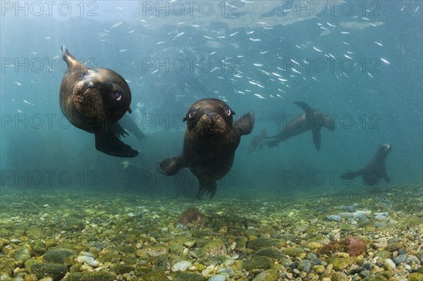 California Sea Lion