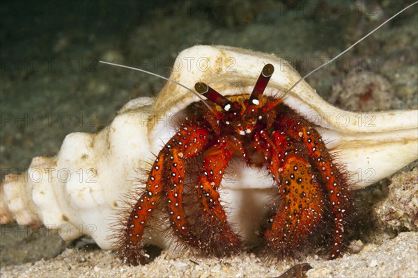 Red hermit crab