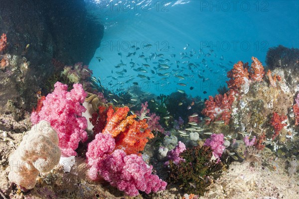 Colorful coral reef