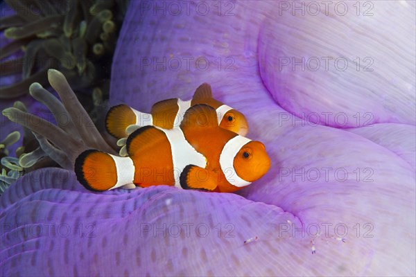 Ocellaris Clownfish