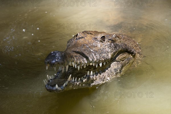 Freshwater crocodile