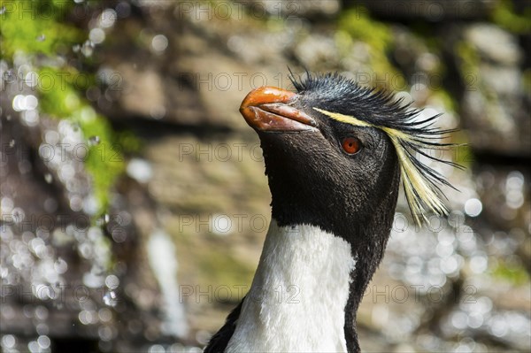 Saunders Island