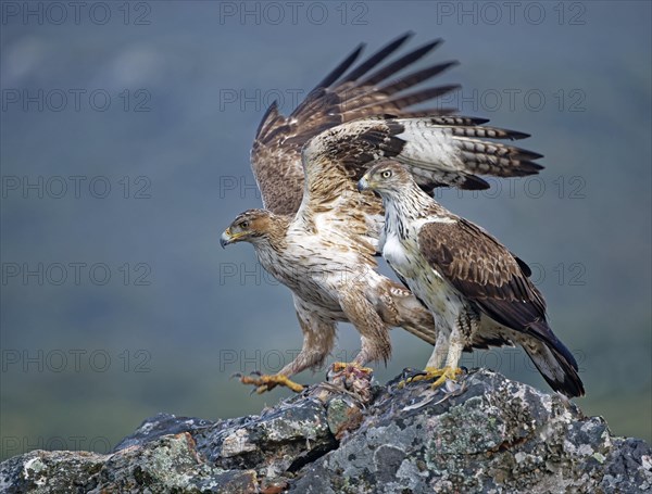 Bonelli's eagle