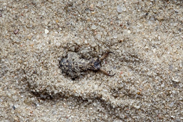 Ant lion in the sand