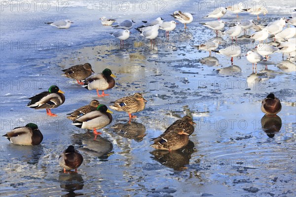 Mallards