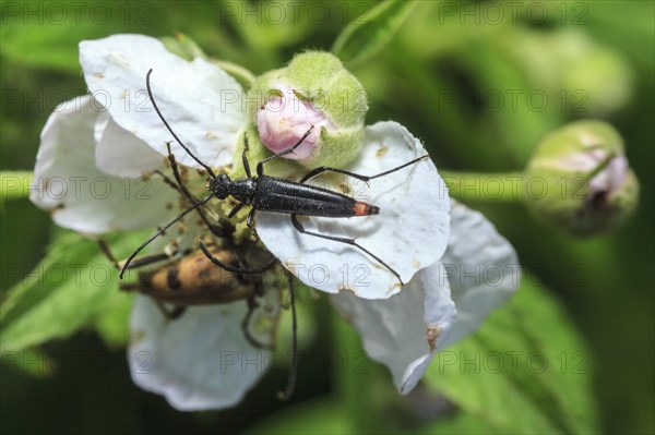 Strangalia nigra