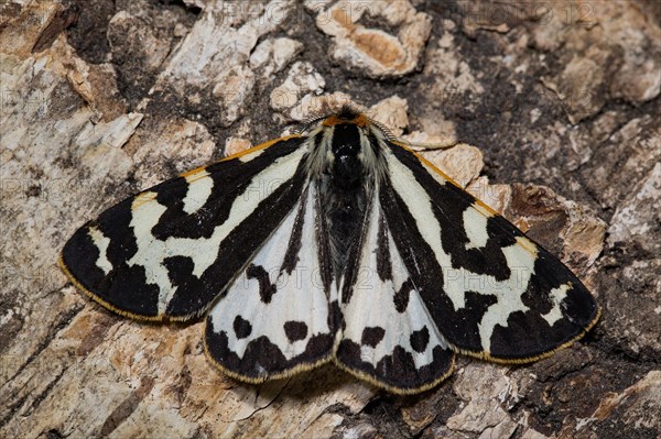 Wood Tiger