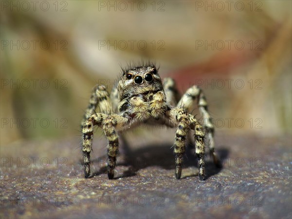 V-jumping spider