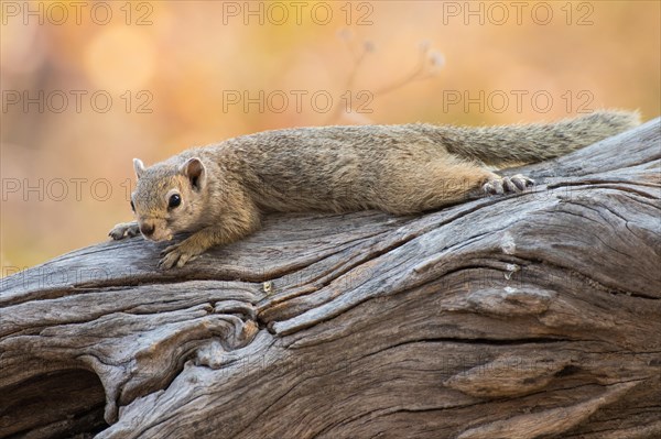 Smith's bush squirrel