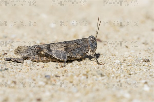 Blue-winged grasshopper