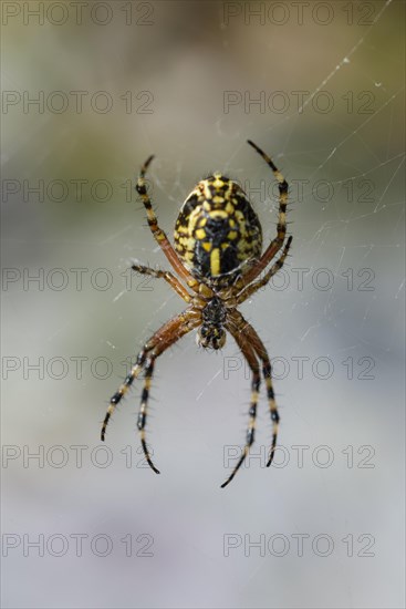 Oak leaf cross spider