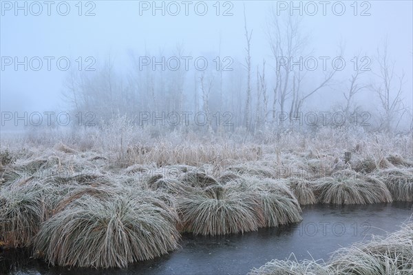 Sedge bulrushes