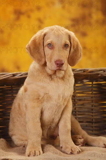 Chesapeake Bay Retriever