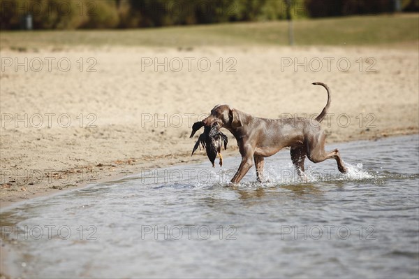 Weimaraner