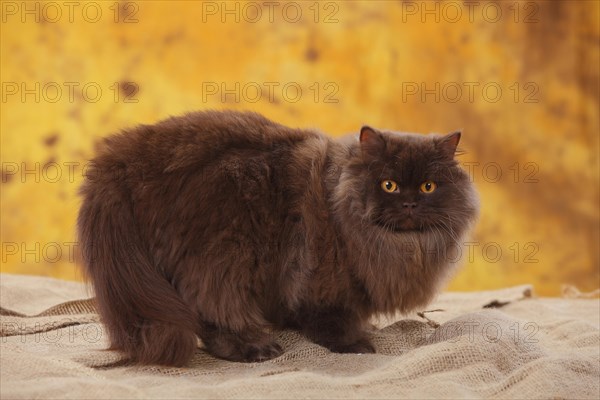 British Longhair