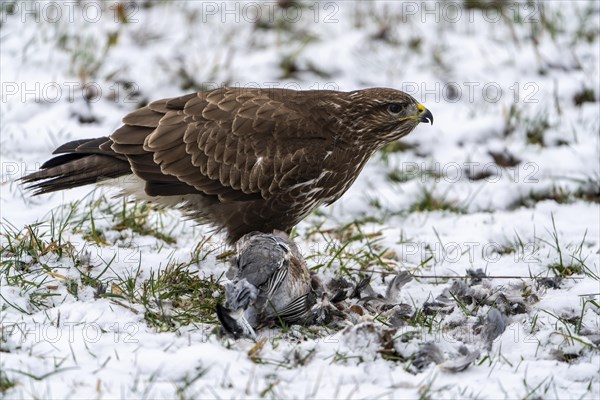 Steppe buzzard