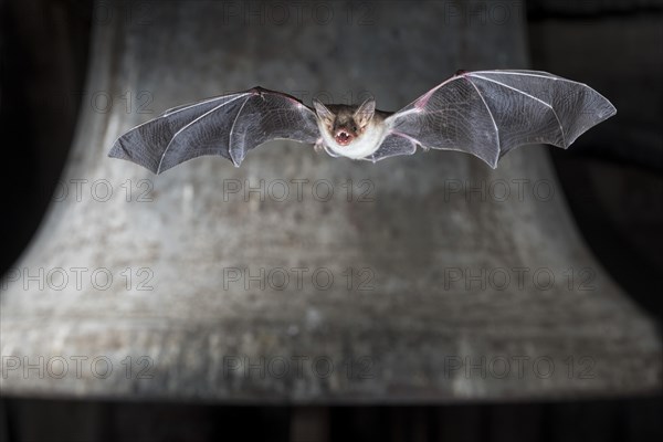 Greater mouse-eared bat