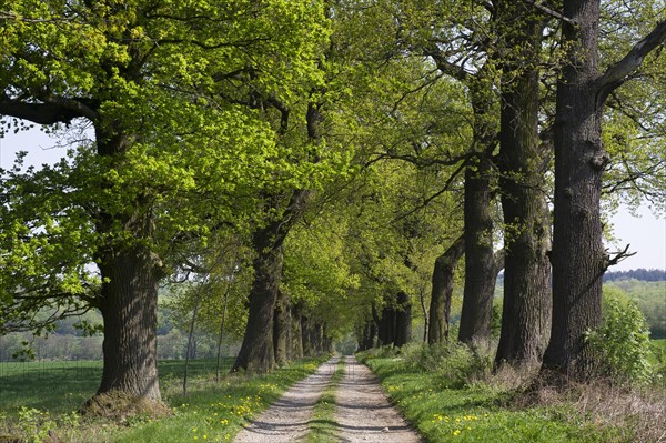 Old English oak