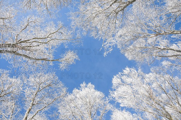 Tree tops of deep snow covered beech forest against blue sky in Neuchatel Jura