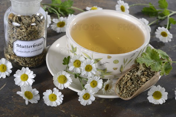 Cup of butterwort tea