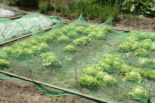 Vegetable patch with salad