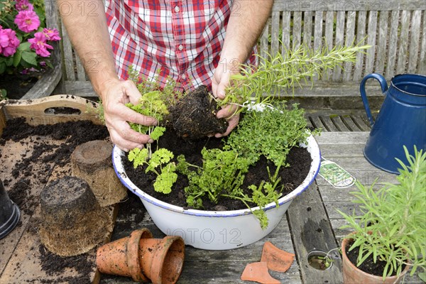 Planting of plant pots with herbs