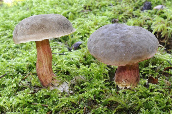 Red-legged bolete