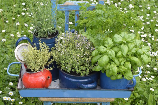 Various herbs in old bowls and cups