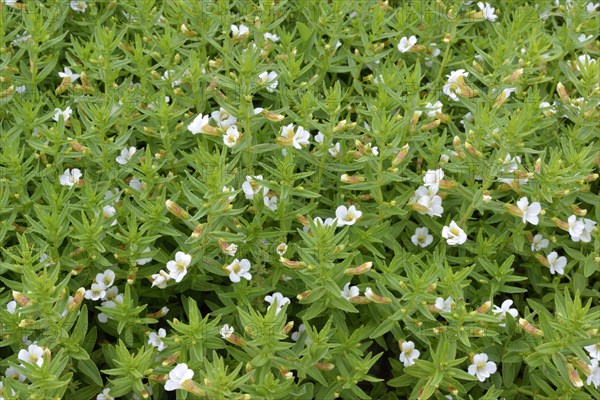 Common hedgehyssop