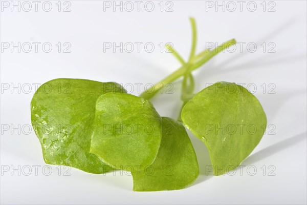 Winter purslane