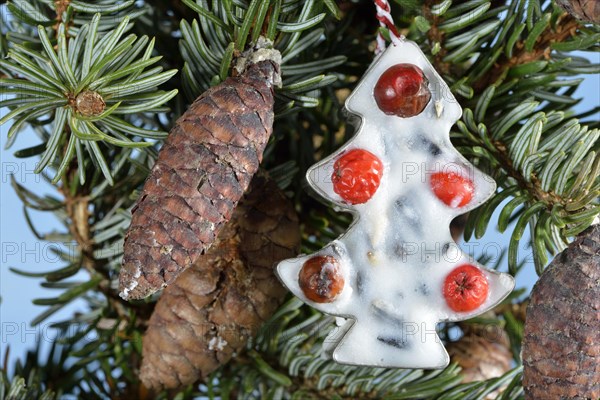 Bird food with coconut fat