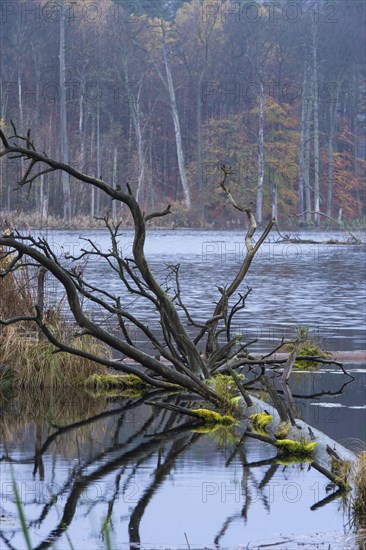 Schweingartensee