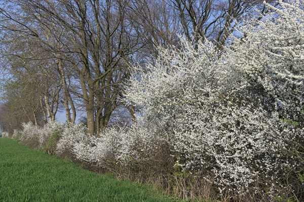 Flowering sloe hedge at the edge of the field