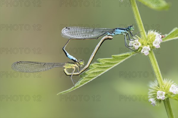 Blue-tailed damselfly