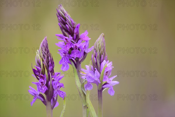 Southern marsh orchid