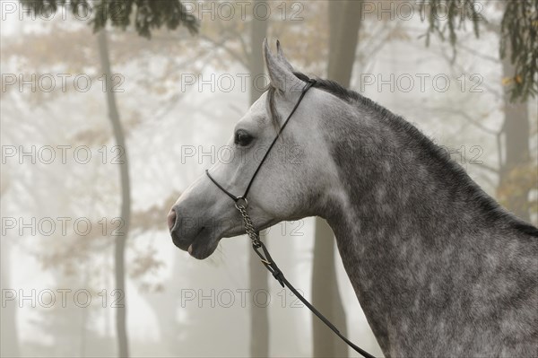 Arabian thoroughbred